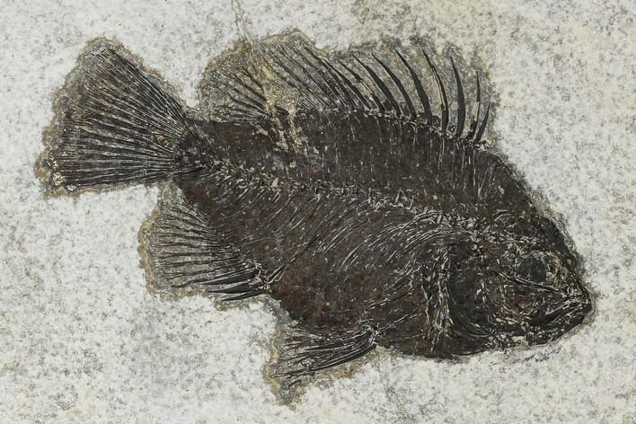 Fossil Fish (Cockerellites) - Green River Formation #114296